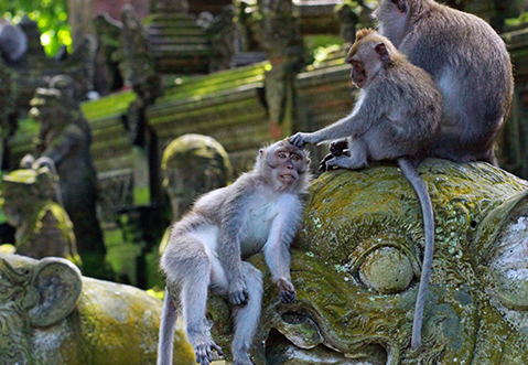 destination-monkey-forest-ubud